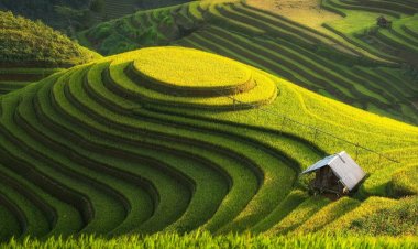 Inovasi di Bidang Pertanian: Solusi untuk Ketahanan Pangan Global