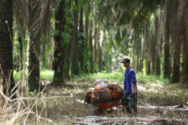 Dukungan Pengusaha dan Petani Kelapa Sawit untuk Bursa CPO, Bappebti Dikritik Terkait Kerjasama dengan Malaysia