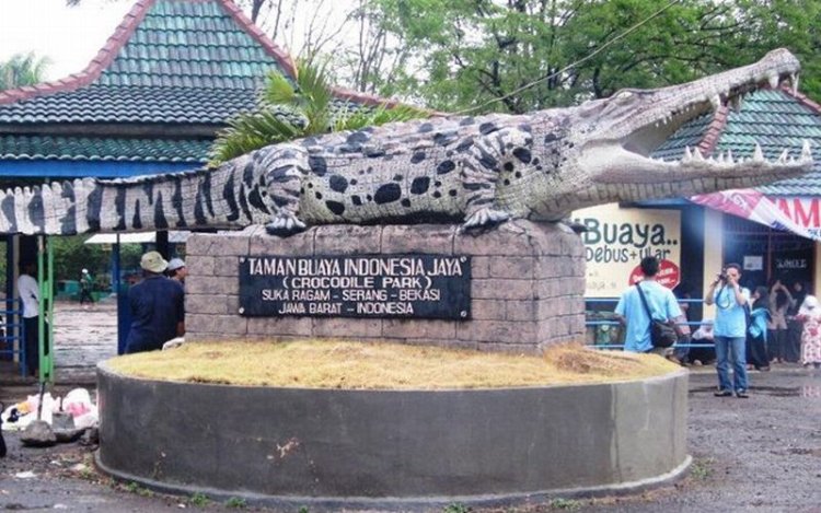 Eksplorasi Taman Buaya Indonesia di Kab Bekasi