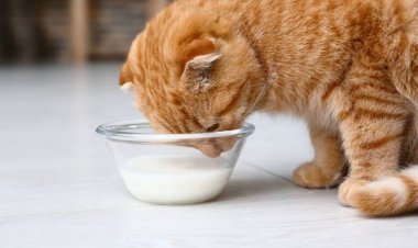 Minuman Aman untuk Kucing: Hindari 4 Jenis Minuman Berbahaya