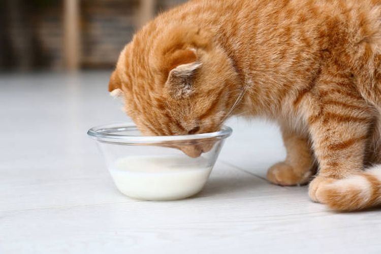 Minuman Aman untuk Kucing: Hindari 4 Jenis Minuman Berbahaya