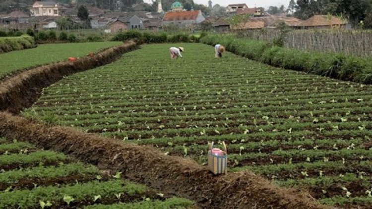 Pentingnya Dana Desa dalam Mewujudkan Pembangunan Berkelanjutan di Indonesia