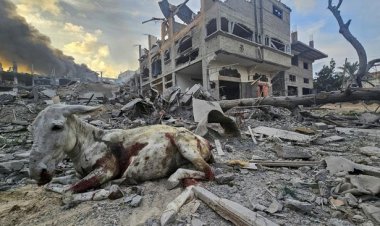 Israel Makin Brutal, Gempur Sekolah di Kamp Jabalia Gaza