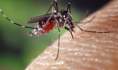 Teknologi Wolbachia Meluas di Indonesia: Kemenkes Sebar Nyamuk di Jakbar dan Bandung pada 2024
