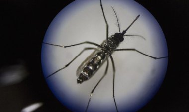 Kemenkes Perluas Implementasi Wolbachia untuk Cegah DBD, Jakarta Barat dan Bandung Selanjutnya