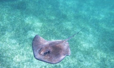 Pari Jawa, Korban Pertama Punah dalam Daftar Merah IUCN: Dampak Buruk Ulakan Manusia pada Keanekaragaman Hayati Laut