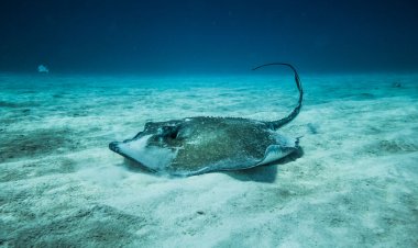 Tragedi Kepunahan: Ikan Pari Jawa Menjadi Korban Pertama Ulah Manusia