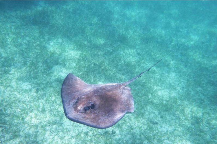 Pari Jawa, Korban Pertama Punah dalam Daftar Merah IUCN: Dampak Buruk Ulakan Manusia pada Keanekaragaman Hayati Laut