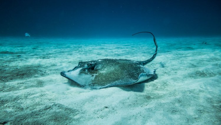 Tragedi Kepunahan: Ikan Pari Jawa Menjadi Korban Pertama Ulah Manusia