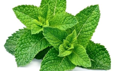 Menyingkirkan Semut dengan Tanaman Aromatik: Alternatif Sehat dan Ramah Lingkungan