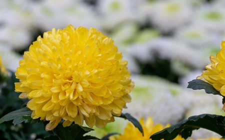 Panduan Praktis: Cara Menggunakan Tanaman Pengusir Semut Tanpa Bahan Kimia Berbahaya