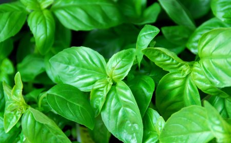 Tanaman Pengusir Semut: Solusi Alami untuk Mengatasi Masalah Serangga di Rumah