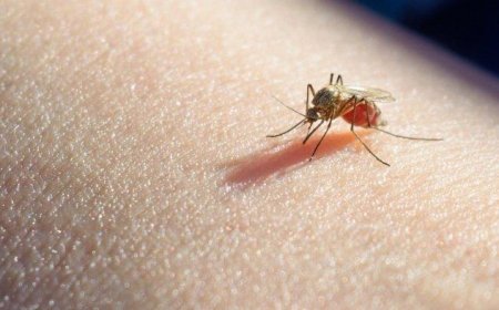 Kemenkes Rencanakan Penyebaran Nyamuk Wolbachia di Jakbar dan Bandung pada 2024