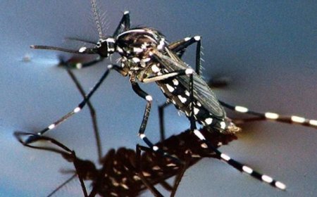 Teknologi Wolbachia Meluas di Indonesia: Kemenkes Sebar Nyamuk di Jakbar dan Bandung pada 2024