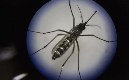 Kemenkes Rencanakan Penyebaran Nyamuk Wolbachia di Jakarta Barat dan Bandung 2024 untuk Penanggulangan DBD