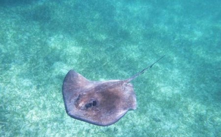 Ikan Pari Jawa Punah, Menjadi Korban Pertama Ulah Manusia