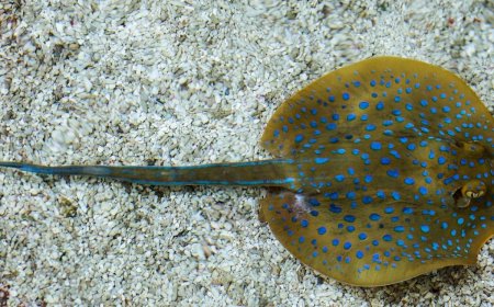 Tragedi Kepunahan: Ikan Pari Jawa Menjadi Korban Pertama Akibat Perburuan Manusia