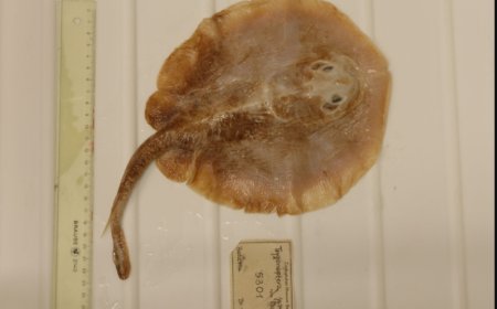 Tragedi Kepunahan: Ikan Pari Jawa Menjadi Korban Pertama Ulah Manusia