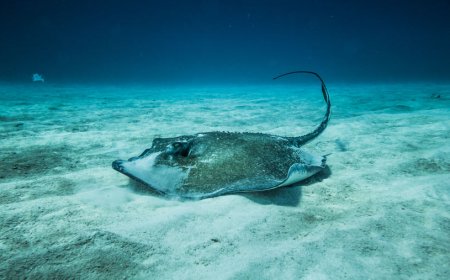 Tragedi Kepunahan: Ikan Pari Jawa Menjadi Spesies Laut Pertama yang Lenyap karena Aktivitas Manusia