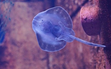 Pari Jawa, Korban Pertama Punah dalam Daftar Merah IUCN: Dampak Buruk Ulakan Manusia pada Keanekaragaman Hayati Laut