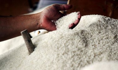 Lonjakan Harga Beras Pecahkan Rekor di Era Jokowi: Tembus Rp18 Ribu per Kg