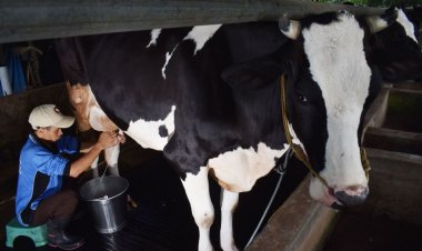 Program Makan Gratis Prabowo-Gibran Dukung 82,9 Juta Anak, Namun Tantangan Kesiapan dan Impor Muncul