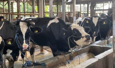 Program Susu Gratis Prabowo Hadapi Tantangan: Pemerintah Perlu 2,5 Juta Sapi Perah untuk Merealisasikannya