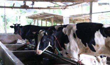 Indonesia Butuh 2,5 Juta Sapi Perah Demi Program Susu Gratis: Tantangan dan Peluang