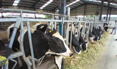 Indonesia Butuh 2,5 Juta Sapi Perah untuk Mewujudkan Program Susu Gratis