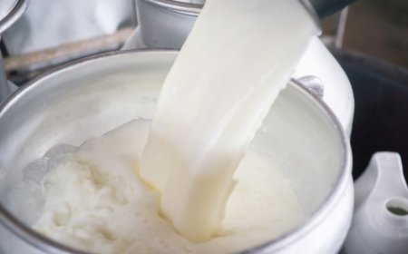 Mengungkap Tantangan Program Makan Gratis Prabowo: Pengusaha Susu Berbicara