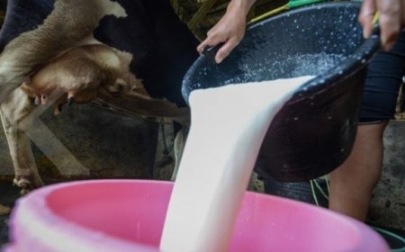 Program Makan Gratis Prabowo-Gibran Dukung 82,9 Juta Anak, Namun Tantangan Kesiapan dan Impor Muncul