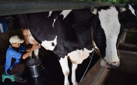 Blak-blakan Pengusaha Susu soal Kesiapan Makan Gratis Prabowo