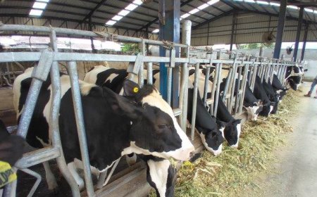 ID FOOD: Indonesia Membutuhkan 2,5 Juta Sapi Perah untuk Mewujudkan Program Susu Gratis